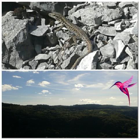 YouCapp's tweet image. Lézard du désert #brégille #Besançon