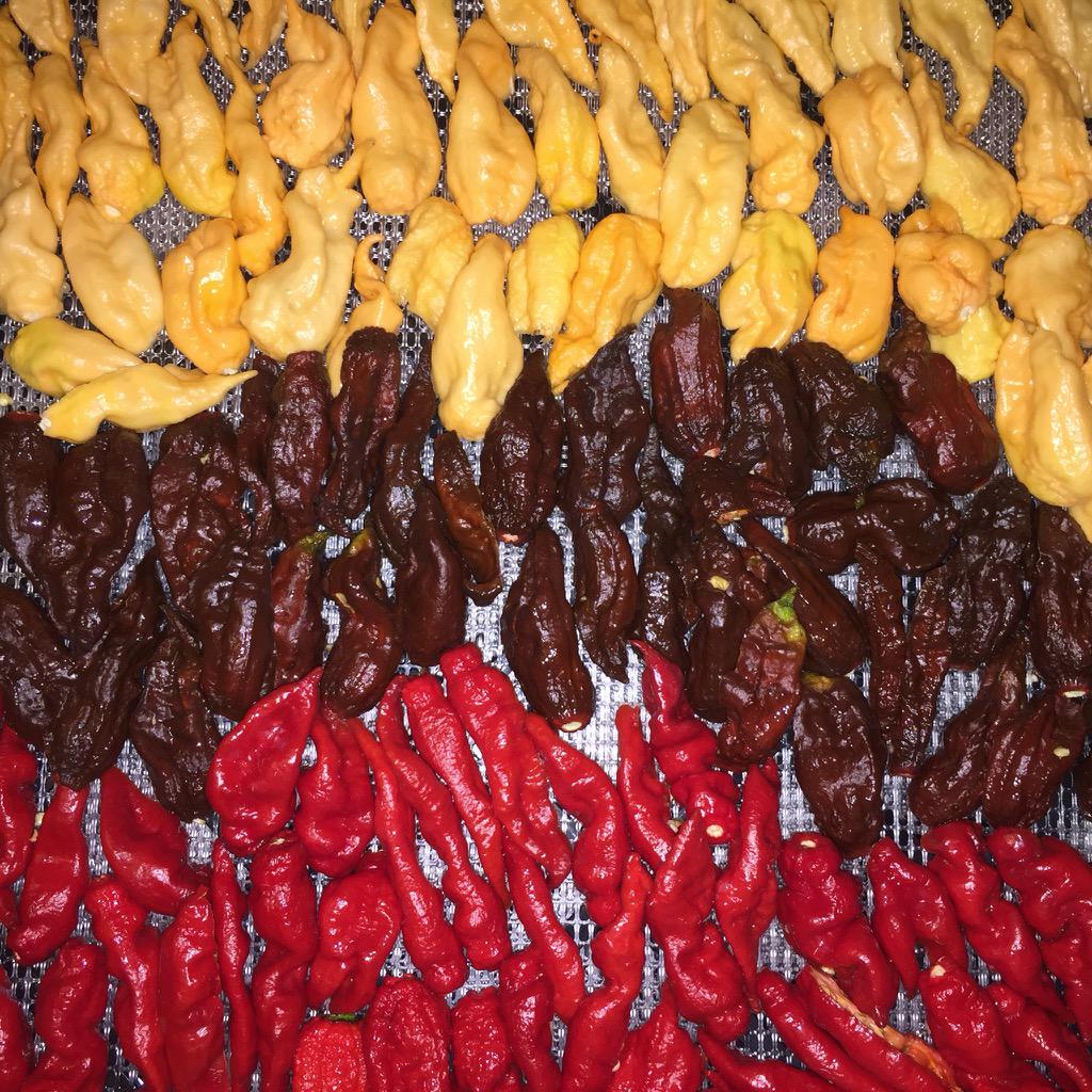 garyducket's tweet photo. got about 1k demon slugs ready for 2night's annual @HonestToms hot taco massacre. consider your#r nights, ruined. http://t.co/rOFSnzZE15