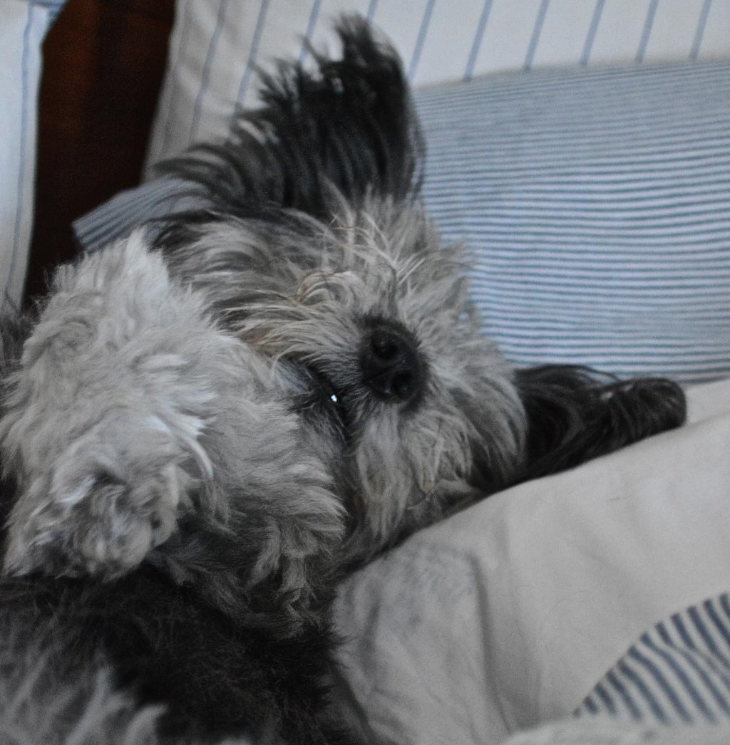 DiplomaticDog's tweet photo. Shhhh… https://t.co/04QQHaXDgJ http://t.co/z594gIqmZ6