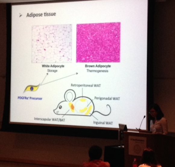 SDB_SW_Meet2015's tweet photo. Chengyi Sun(Olson lab,OMRF) PDGFRα controls stromal fibroblasts&amp;adipogenic cell balance during development #SWSDB2015 http://t.co/zHfkzL4cj3