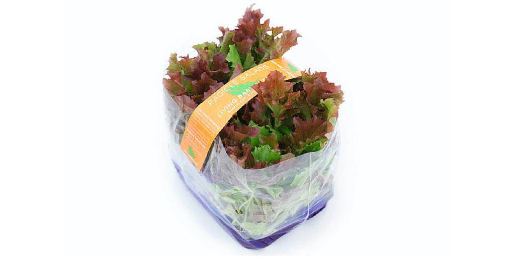 TopCommonGround's tweet image. These Salad Greens Keep Growing on Your Kitchen Counter buff.ly/1Rj7SpD via @CivilEats