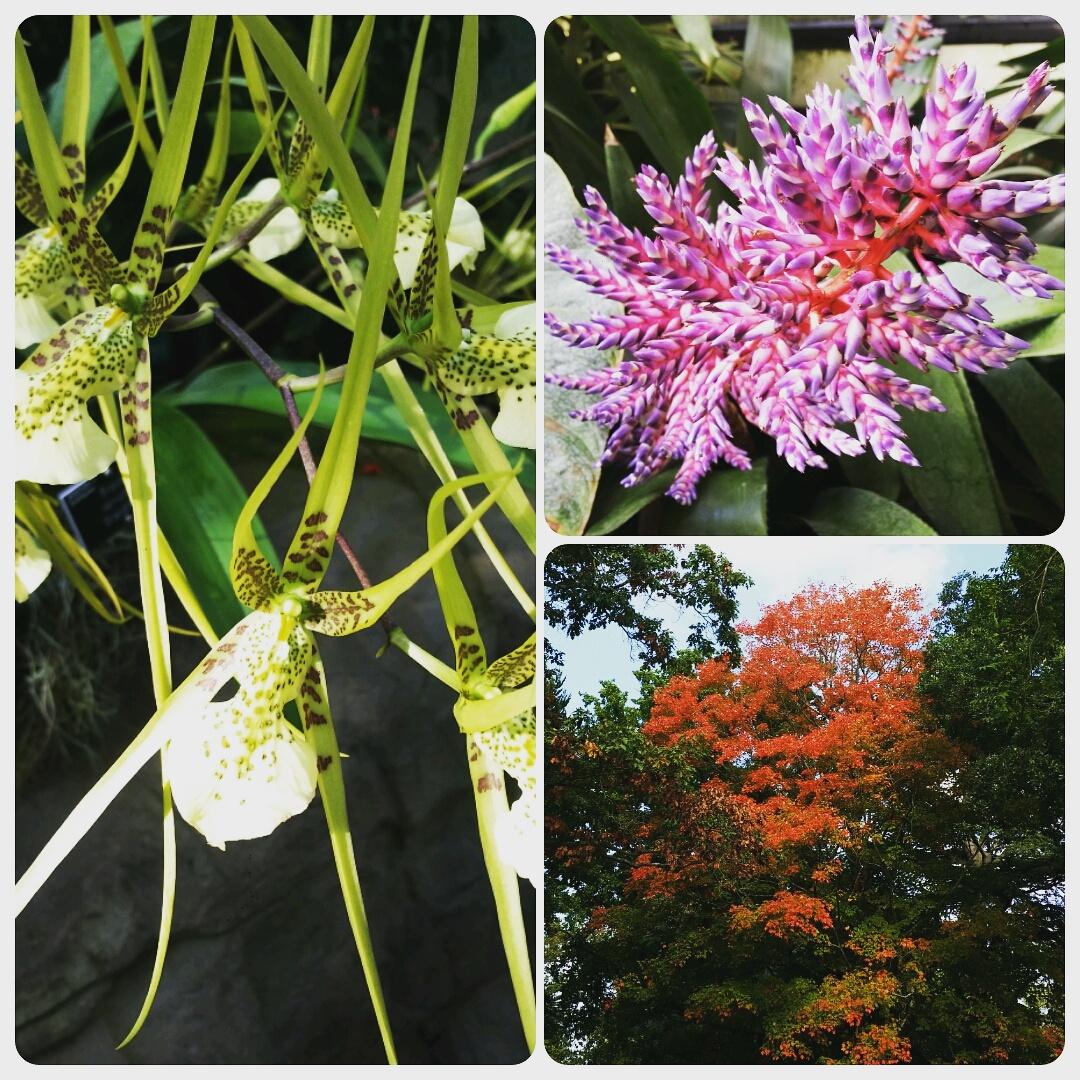 Who says it's Autumn? The stunning <a href="/rhswisley/">RHS Garden Wisley</a> is still in full bloom! #rhswisley 🌱🌰🍁🌾🌿🌳