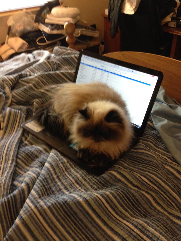 PapaSchwag's tweet photo. My laptop has been Flurfed again. @BoddaSchwag @MolleeSchwag30 @AmSchweg @Dtschweg #DelenaLife #Flurf http://t.co/b7lqrHm4WJ