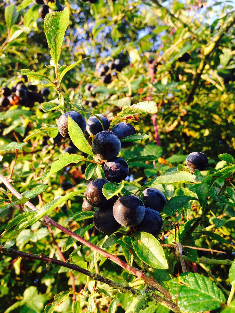 TheRedLionBadd's tweet photo. We feel a gin coming on... #Badlesmere #sloeberries http://t.co/qPZ8JxB8Uh