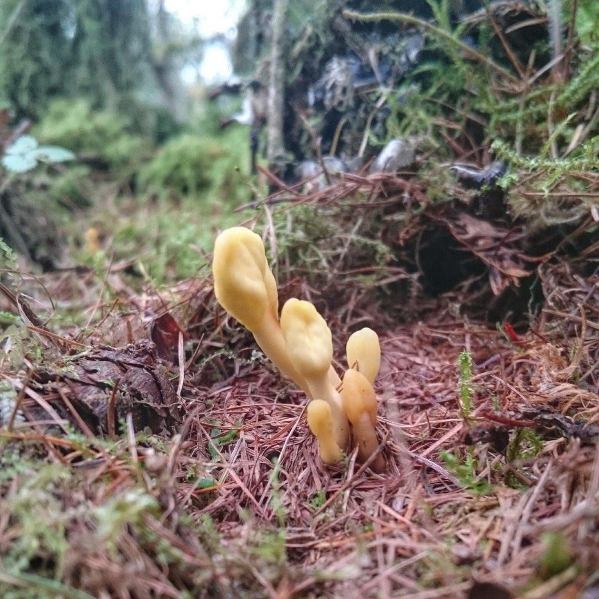 GlamorganFungi's tweet photo. The rather rare Fairy Fan -Spathularia flavida @ParcSlipNR 2day #reddatalist #ukfd15 already on @SEWBReC #SEWbrecord http://t.co/AlszOVI4fB