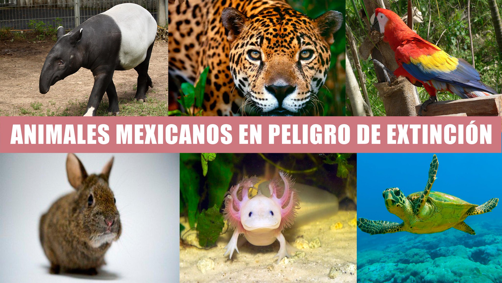 Regeneración on Twitter: "10 animales mexicanos en peligro de extinción