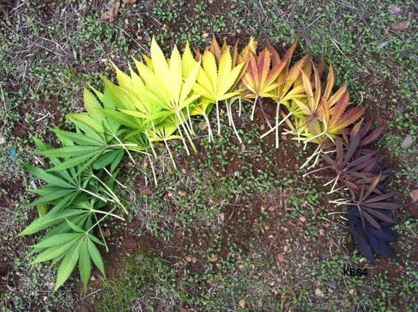 GeniusPothead's tweet photo. Happy Fall 🍁 http://t.co/WhbyIWEL5l