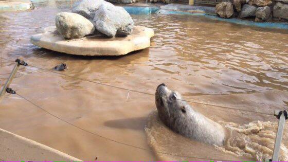Ламбертон погода затоп. Наводнение в бразилии 2021. Наводнение в бельгии 2021. Гроб плывет по реке. Burzum han som reiste.
