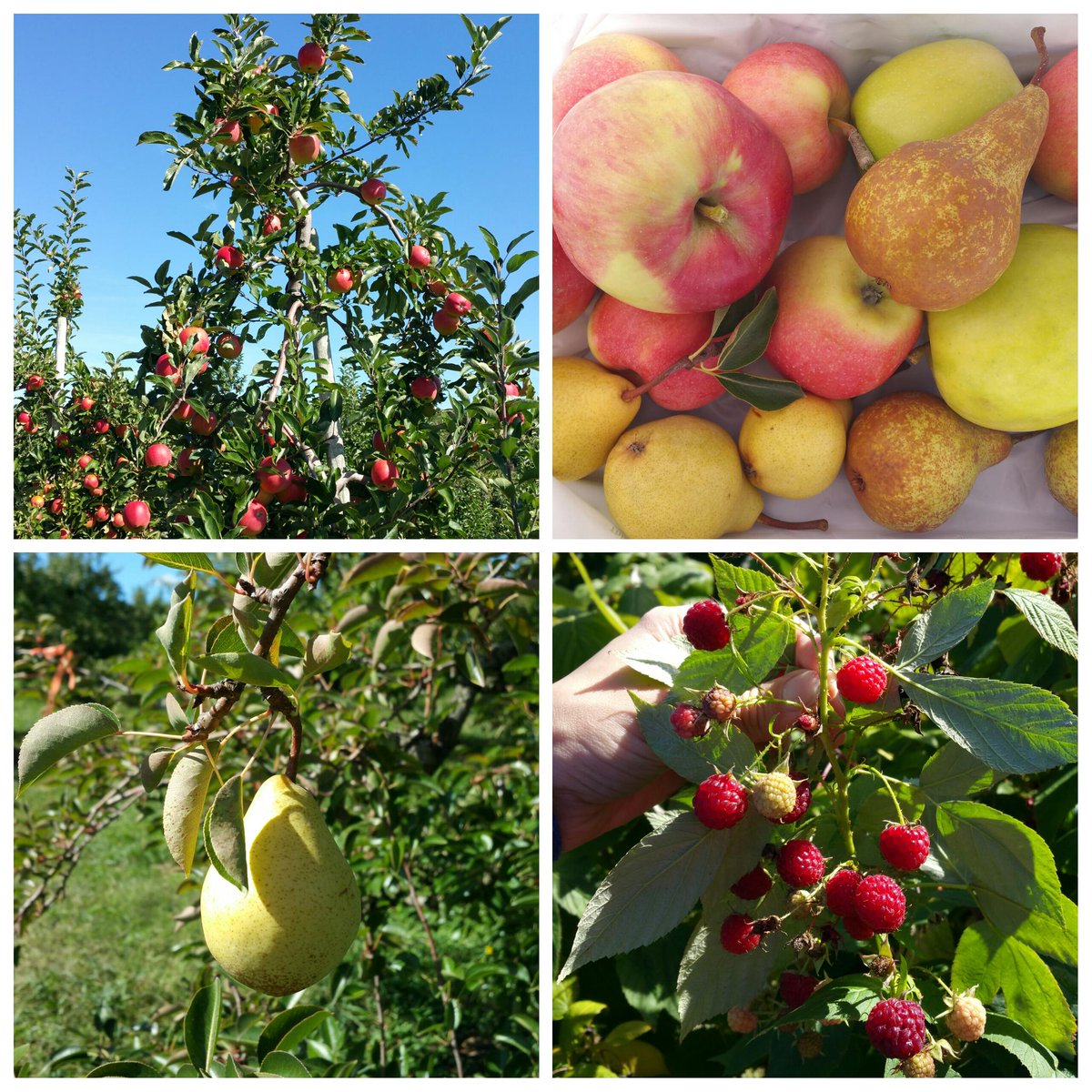 CrochetAllDay's tweet photo. A wonderful day of #apple picking, #pear picking &amp; #raspberry picking, all at @BishopsOrchards! 🍎😊🍏 #PickBishops http://t.co/gmSmIgSw9Z