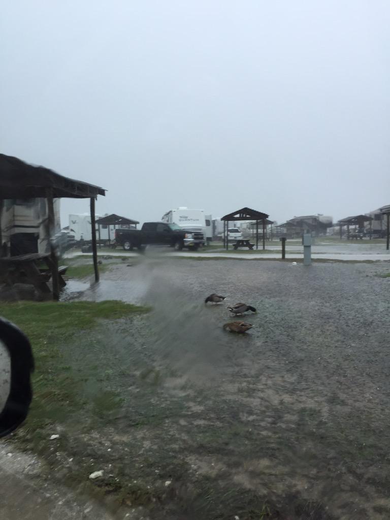 Happy as a duck in water! #SCflooding