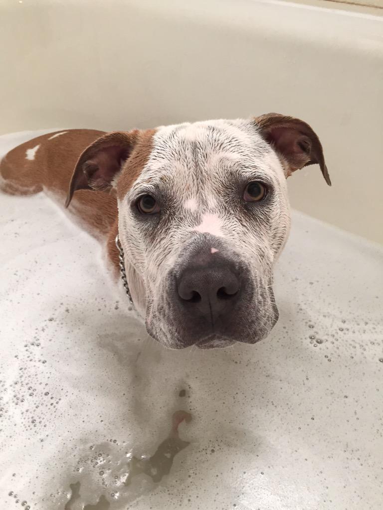 tayrosetom's tweet photo. Enjoy some pics of my Booshka in the bathtub http://t.co/GPp6TUwP8f