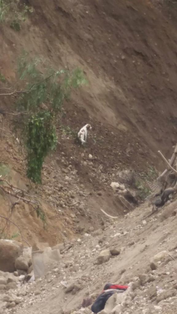 sonora969's tweet photo. Amigo fiel. Perro bajó el alúd buscando a sus dueños. Llega todos los días desde el viernes. #ElCambray  http://t.co/v9C1O2RQhu