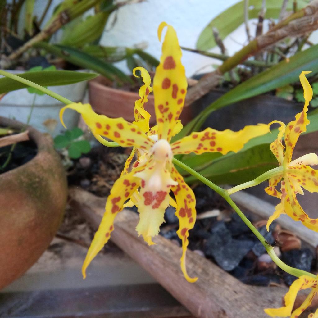 SMOrquideas's tweet photo. Un #Odontoglossum #odoratum que nos envía nuestra cultivadora @alestolk desde el Pedregal de Tabay http://t.co/FpQMtYdVCN