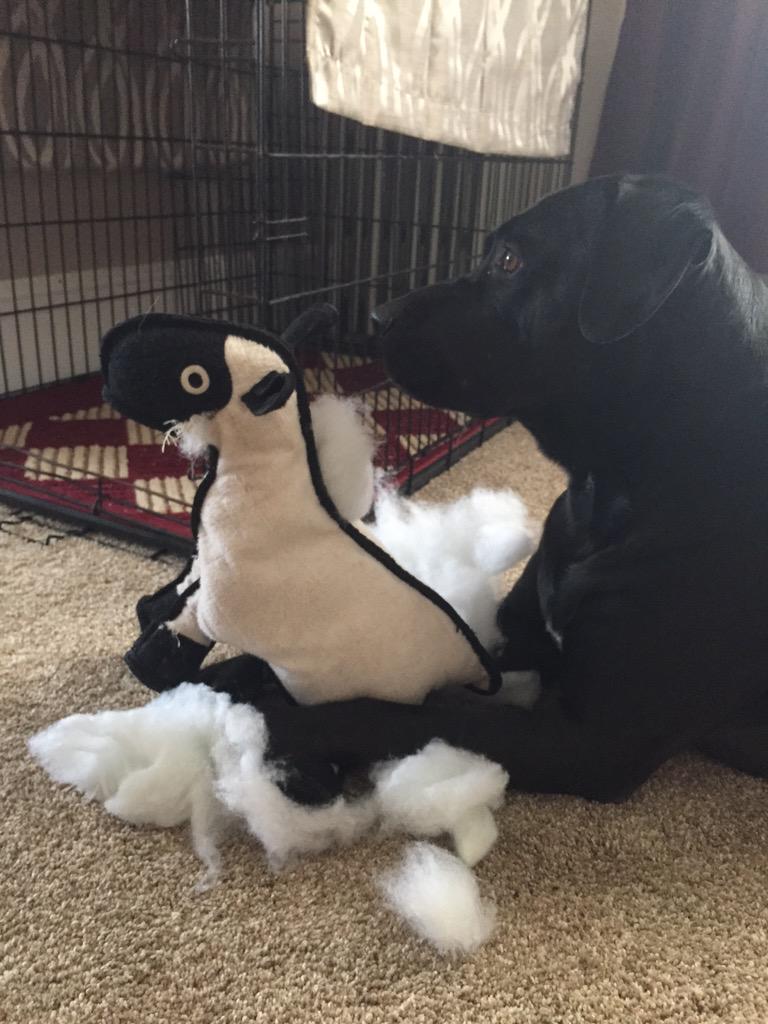 TheLanther's tweet photo. Mysterious attacks on area livestock have been reported #destuffed #CountingSheep #StuffedLambKabob http://t.co/jxG7fpJwyU
