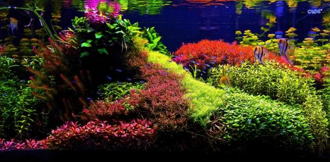 officialcflas's tweet photo. What's Your #Aquascape Style? http://t.co/CFQAOOQZlZ #Aquarium #Fish #Hardscape #Paludarium #Plants #Riparium http://t.co/CTKyPjdvEt