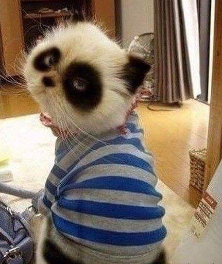 lvosipenko3's tweet image. Не забыть бы смыть тушь перед сном.Спокойной ночи, Лента!