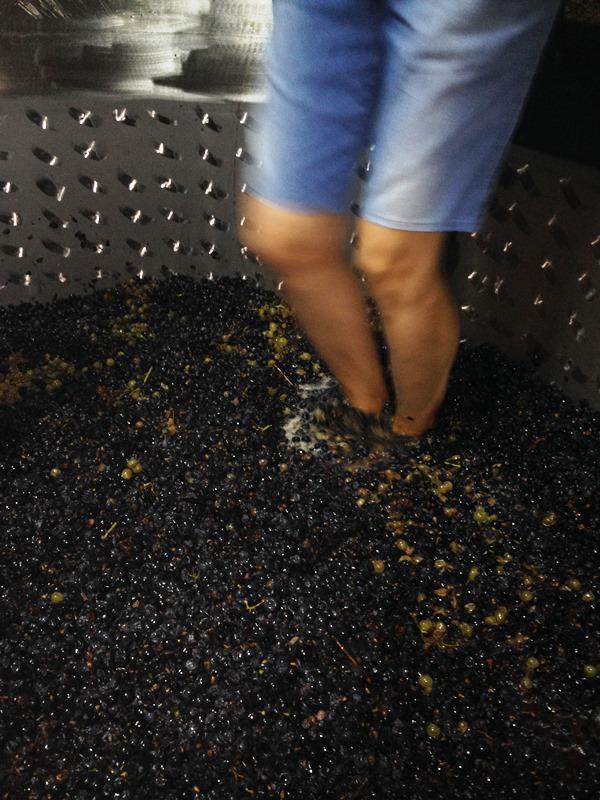 casademouraz's tweet photo. Treading our clarete in the "lagar". From old vines with more than 100 years old. #casademouraz http://t.co/jUjdrOh4wC