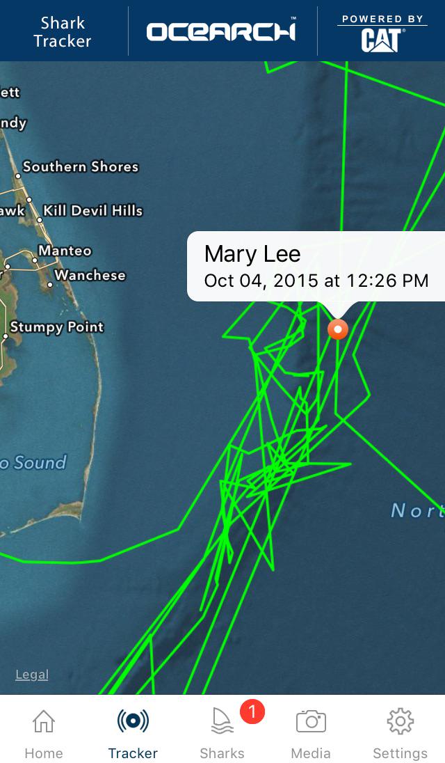 hrcubsgirl126's tweet photo. #OCEARCH http://t.co/vUQPz51EUl
My love @MaryLeeShark checks in by #StumpyPoint. #GreatWhiteShark http://t.co/Q8ifw61Hou
