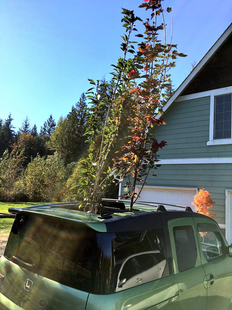 PopesHomes's tweet image. Who says those trees won&apos;t fit?  #HondaElement Slow drive home, trees passed the 30mph wind gust test. #madeitwork