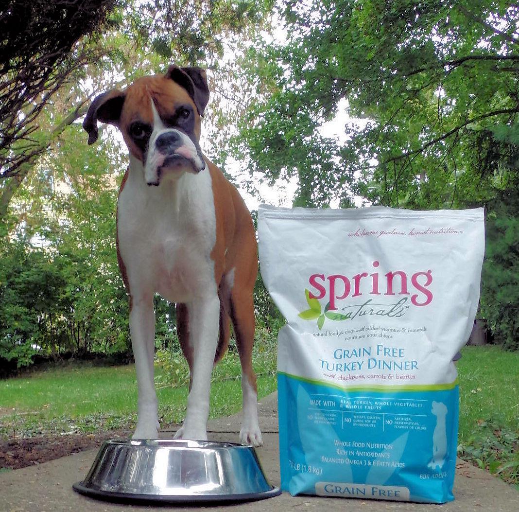 doggiemadness's tweet image. Had a complete balanced #grainfree Turkey Dinner w chickpeas carrots &amp;amp; berries review &amp;amp; #contest soon @SpringNaturals