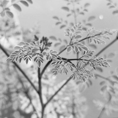 Moringa oleifera is becoming a popular plant to cultivate in the... j.mp/1L0uFSN