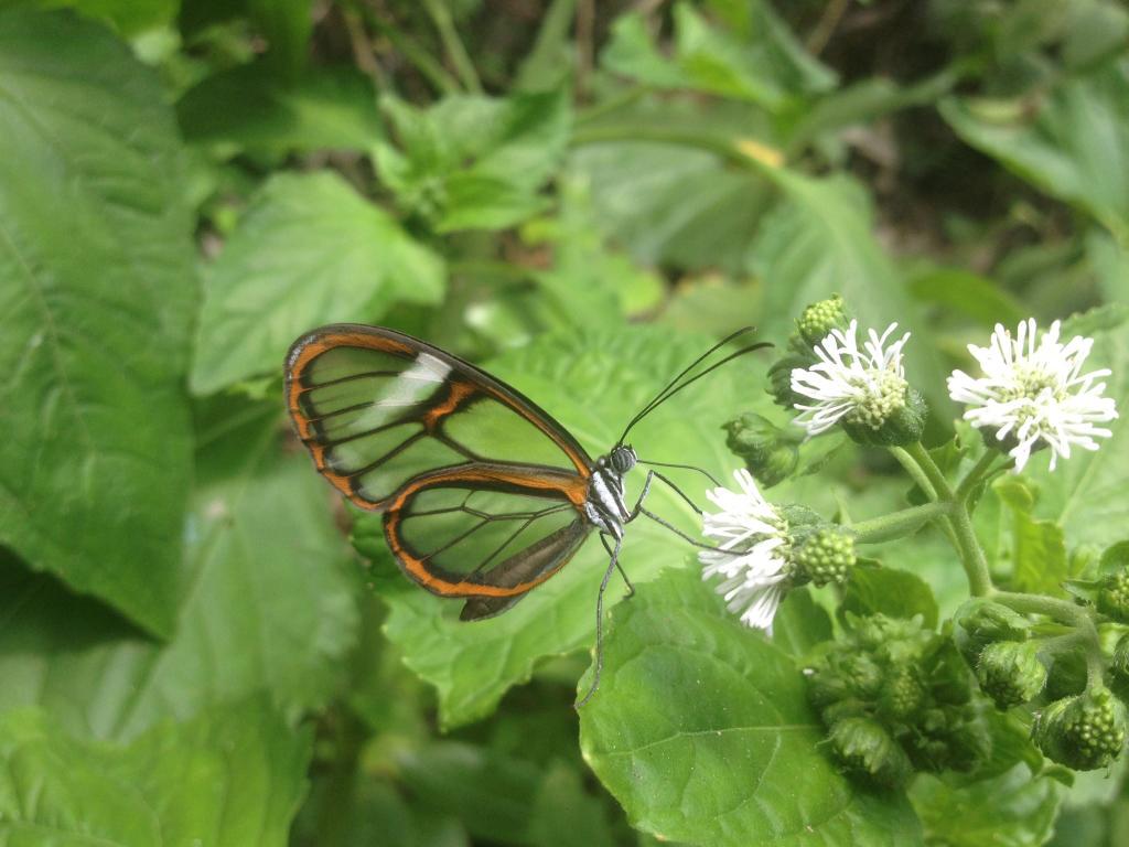 hollyodonnell00's tweet photo. A little Glass-Winged Butterfly #Peru #LifeInTheAmazon #butterfly #zoology #animalconservation #SouthAmerica http://t.co/6hWXNdskFp