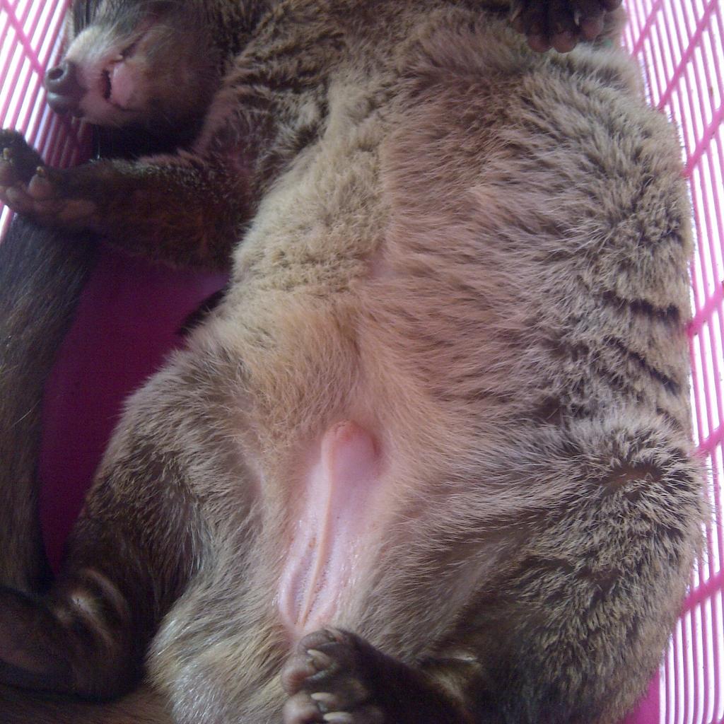 Anak'e sopo iki dab, mguangkang ra genah hahahaha #djamoesiti