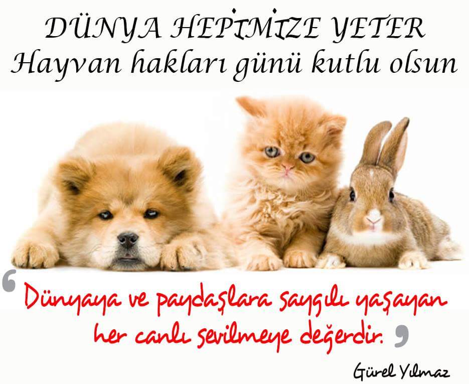 Gürel YILMAZ (@grlylmztc) on Twitter photo 