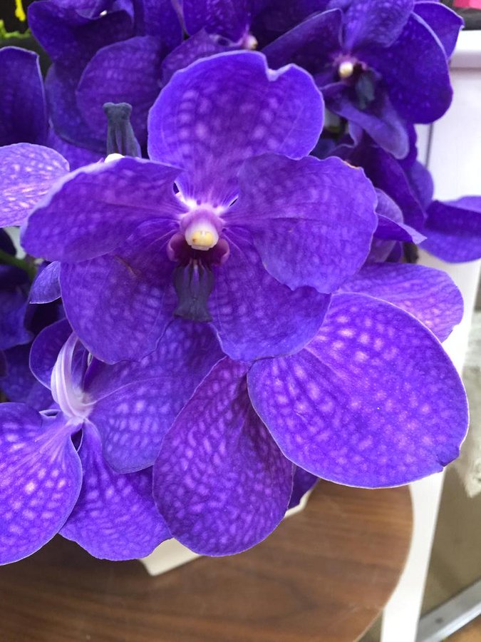 華屋 なんでもない日を華やかに 天下茶屋店 生花店 大阪市 Tel 06 6656 8717 なび大阪