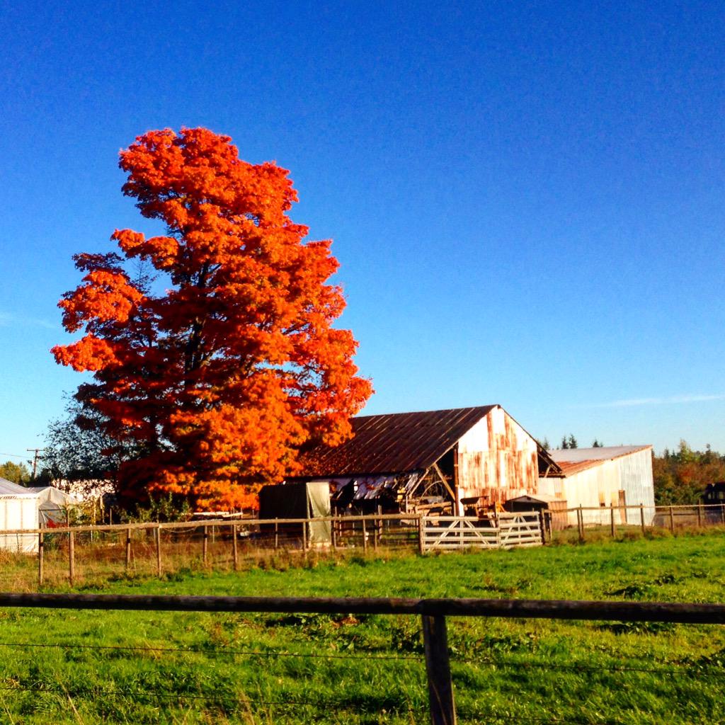 olgalulife's tweet photo. Осенний ононек🍁🍁🍁🔥🔥🔥#осеньзолотая #огонек #природалучшийхудожник http://t.co/Aw0KO8m7Fq