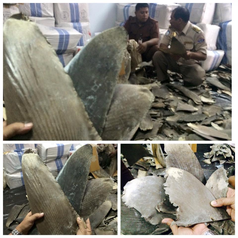 bppmhkp's tweet photo. BBKIPM JKT I menahan 73 karton sirip ikan hiu kering (1.957 kg) tujuan Hongkong (3/10) @susipudjiastuti @KemenK http://t.co/9lWgSQLh2S