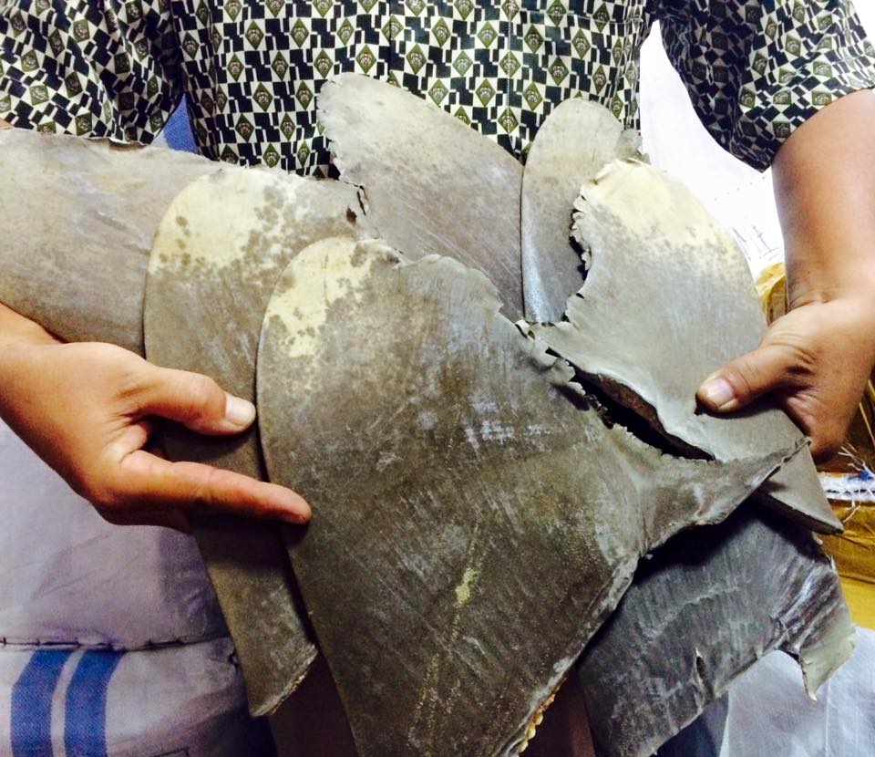 bppmhkp's tweet photo. BBKIPM JKT I menahan 73 karton sirip ikan hiu kering (1.957 kg) tujuan Hongkong (3/10) @susipudjiastuti @KemenK http://t.co/9lWgSQLh2S