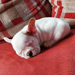 Frenchie_Cute's tweet photo. Azog Znesvětitel
#frenchbulldog #puppy #trhac #azog #paleorc http://t.co/uteG3l67sp http://t.co/J7xenmV1Ww