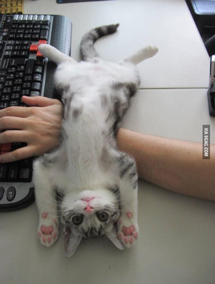9GAG's tweet image. When your cat is trying to get your attention while working... 
9gag.com/gag/aXX2Nwb?re…