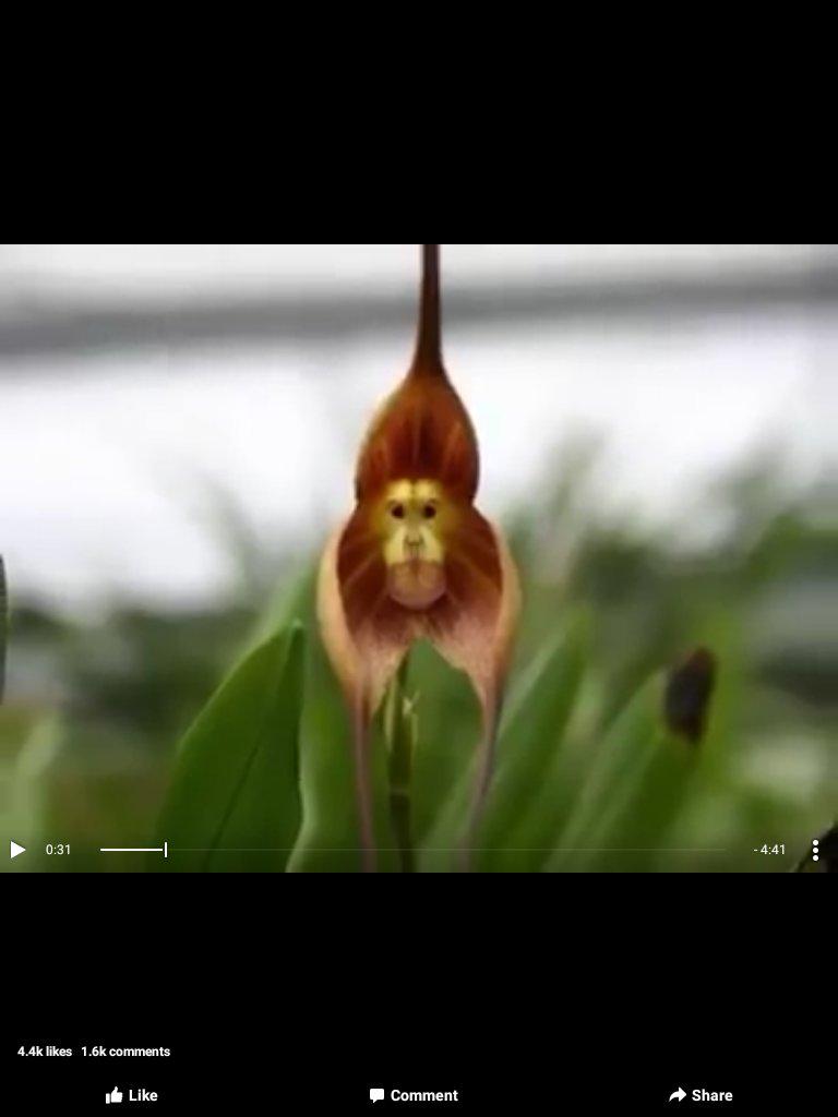 sIAMmchuchu's tweet photo. This flower looks like a monkey face.#siamchuchu #XFactor #monkey #FlowersEvents #firsttime #creation http://t.co/0LBNiFXqcp