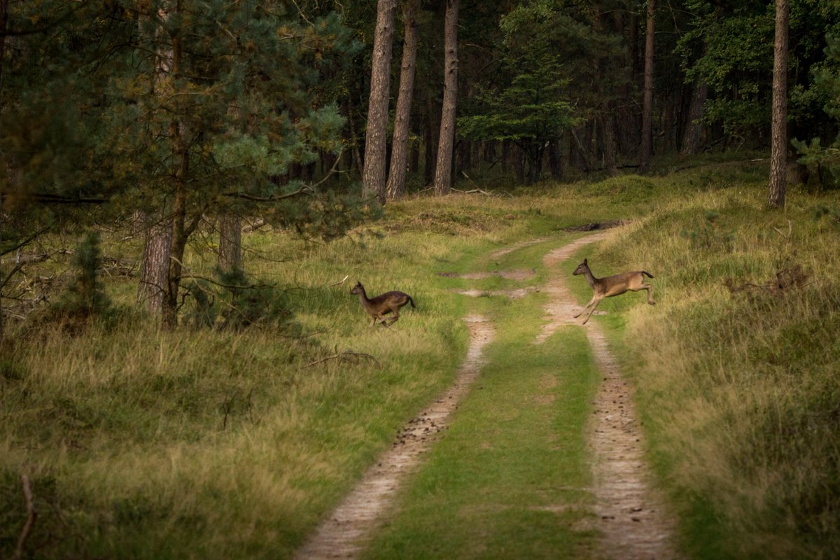 LRepkes's tweet photo. Omdat een wandelingetje in de #Veluwe nooit verveeld. Cadeautje van Moeder Natuur! #Deelerwoud #Bronst #natuur http://t.co/bFZojvvZCI