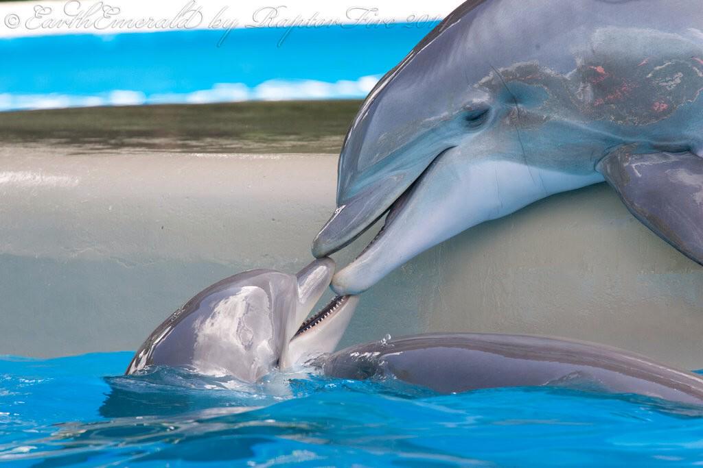 EL DELFIN,  REY DE LOS MARES... - Página 5 CQigtj7WUAAiTLP