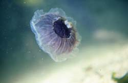 CefasGovUK's tweet photo. Jellyfish Blooms and Their Impacts on Welfare Benefits http://t.co/wunmYDDht4 #CefasScience http://t.co/paMQmrlUCC