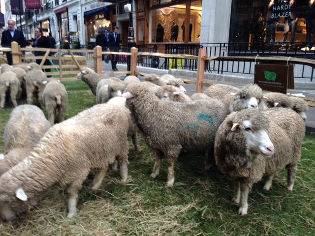 PickettLondon's tweet photo. Right on our doorstep, Sheep are starting to fill the iconic Savile Row for #woolweek #SheepontheRow http://t.co/w8KHyOOWYa