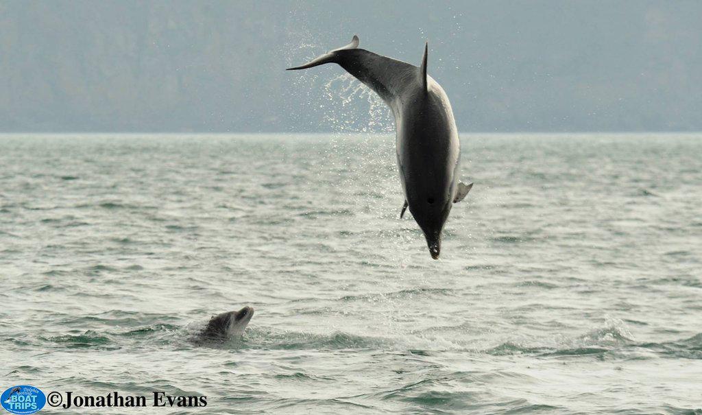 To see more of the best #dolphins of the season, follow: facebook.com/DolphinSpottin…
