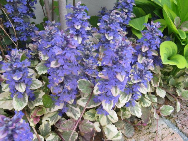 四季の草花bot アジュガ 別名 セイヨウキランソウ シソ科多年草 花期 4 5月 長さ20センチほどの花穂を伸ばし紫色の小花をつける 地を這いランナーで増えるグラウンドカバー向きの植物 T Co 0ecxngdqyx 四季の草花bot アジュガ 別名 セイヨウキランソウ シソ科多年草 花期 4 5月 長さ20センチほどの花穂を伸ばし紫色の小花をつける 地を這いランナーで増えるグラウンドカバー向きの植物 T Co 0ecxngdqyx