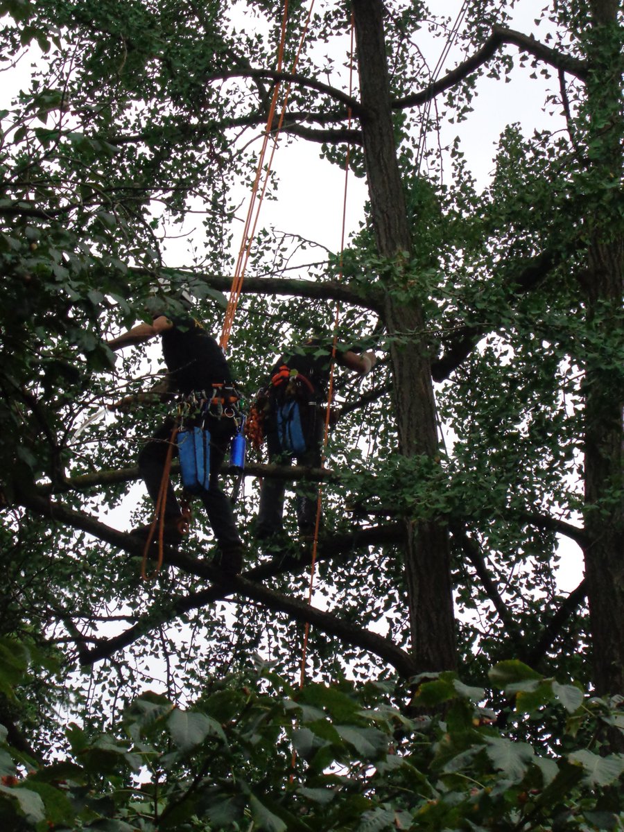 Interventi di potatura e consolidamento di Ginkgo Biloba presso la Cappella degli Scrovegni