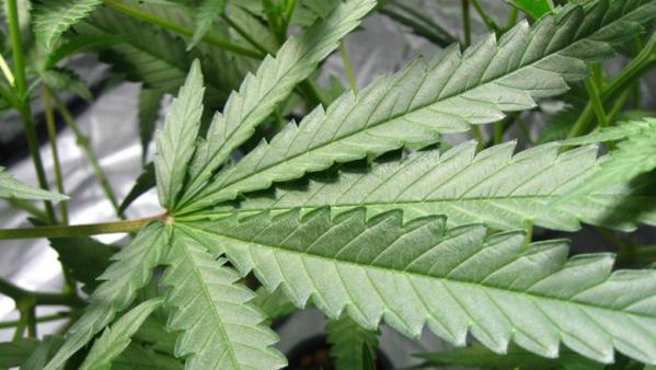 Cannabis Therapy For the Treatment of #Glaucoma Symptoms
dld.bz/dVsYW …
#cannabis #MME #marijuana #cbd