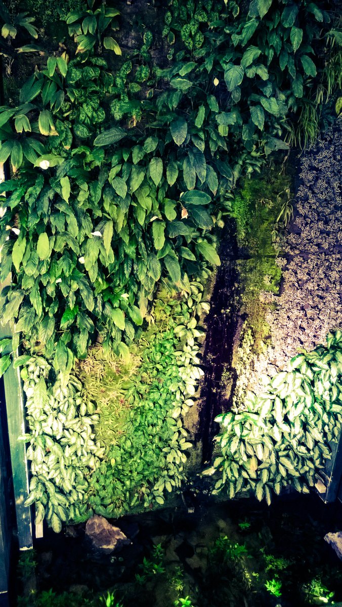 Kitchen_Garten's tweet photo. #Vertikale #Gärten finde ich einfach klasse ! http://t.co/uDuKFELq6m http://t.co/k1CJPnQqKg