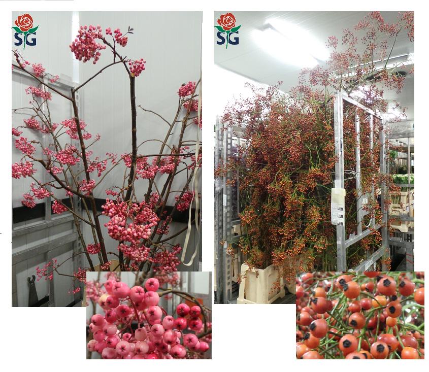 Sorbus Roze &amp; Rosa Magical Bullet, verkrijgbaar in prachtige lange lengtes !  #stargugten