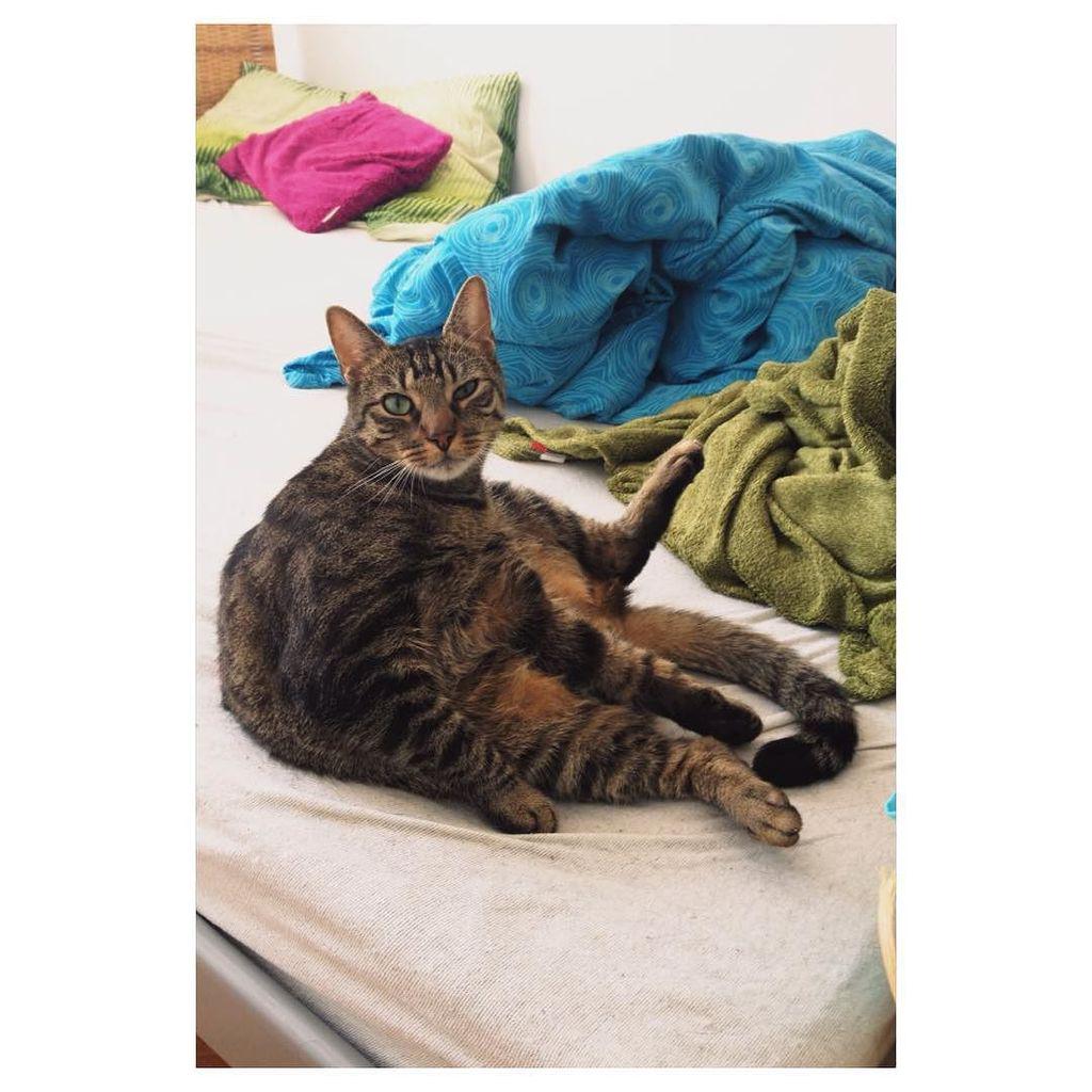 Chatchatcatcat's tweet image. 🐾
#siedzi #kotek #łóżko #leniuch #poniedziałek #takitopożyje #dachowiec #zombek #kotdnia #mójkot #cat #sittingcat #…