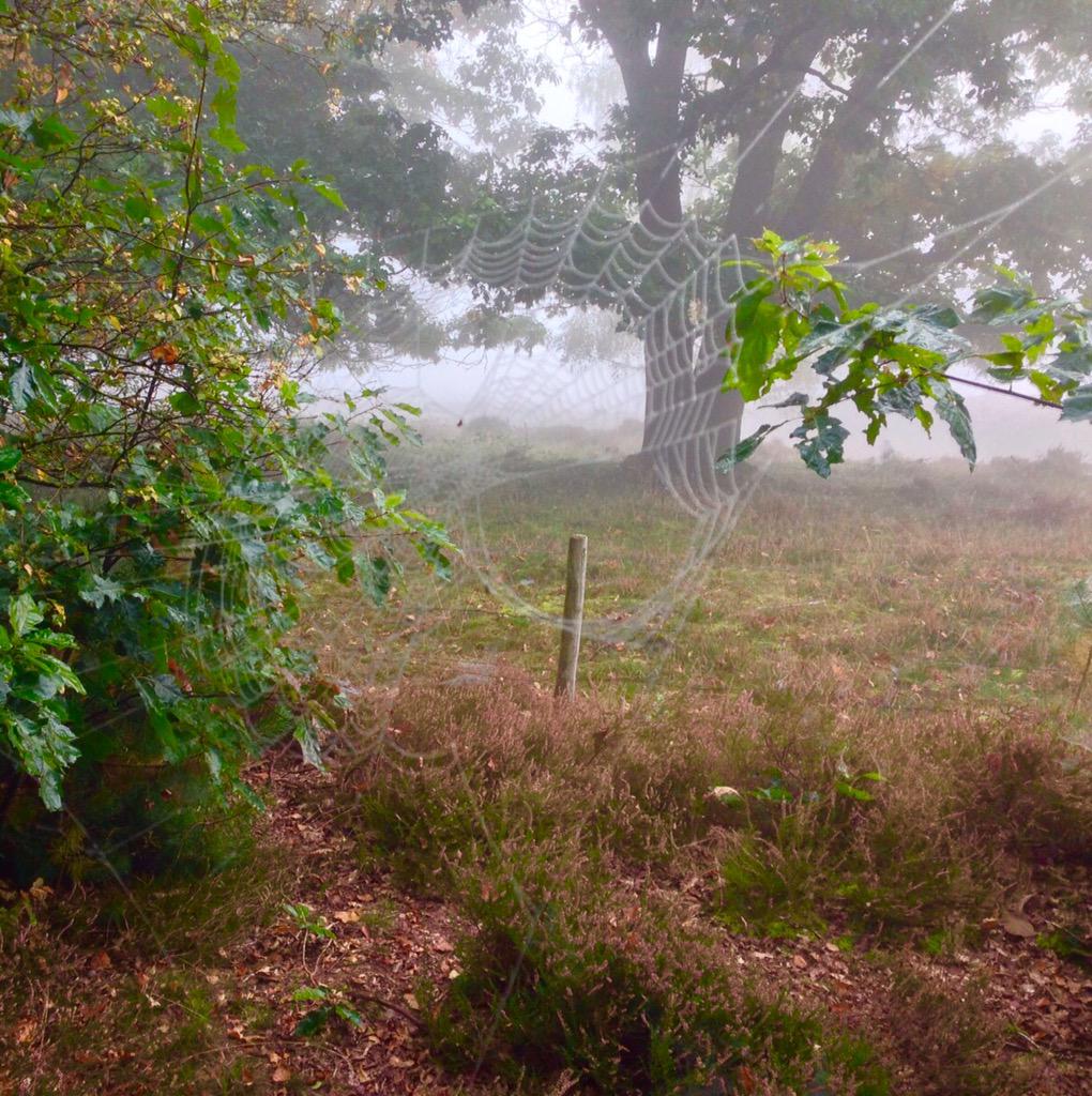 Vandaag weer een #mistig begin van de dag #zonopzononder #mist #zonsopkomst #spinnenweb