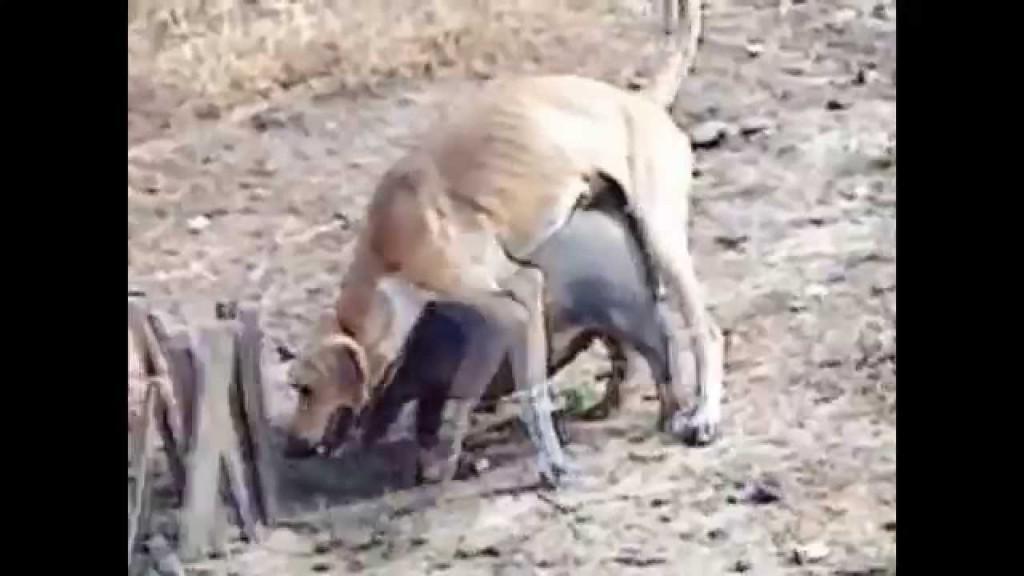 monkey mating with dog