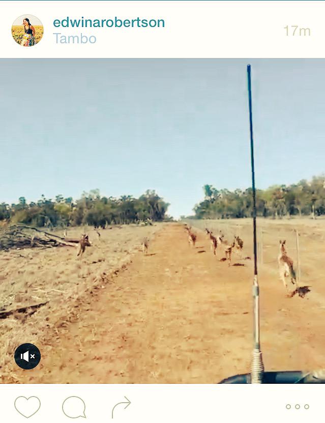 NewRural_HH's tweet photo. Despair-inducing video posted from #TamboQLD showing kangaroo numbers have exploded - Q. solution for such high no.? http://t.co/11C8X7hzTw