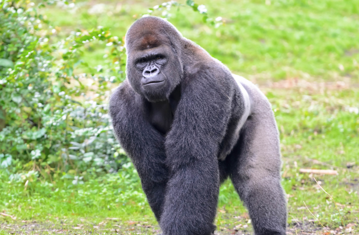 HelpingHandFund's tweet image. Cheer yourself up this Monday by checking out Helping Hand's brand new blog page! helpinghandfund.me